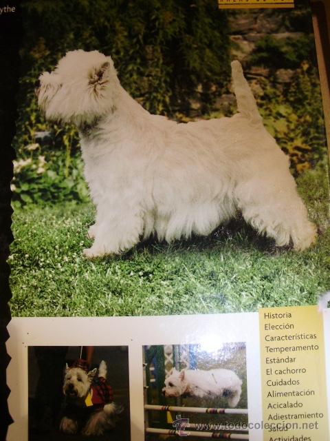 Libros de segunda mano: WEST HIGHLAND WHITE TERRIER (Barcelona, 2000) - Foto 1