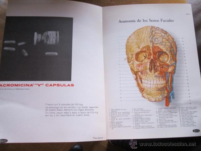 Libros de segunda mano: ATLAS DE ANATOM&Iacute;A, Obsequio de Lederle. 29 x 21 - Foto 3