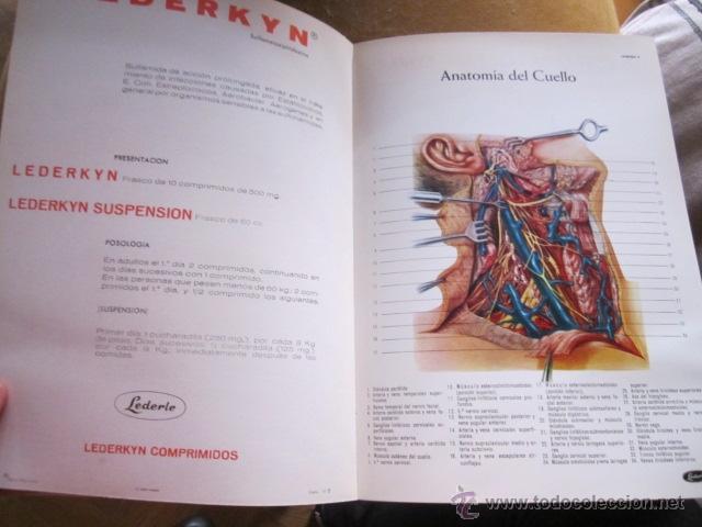 Libros de segunda mano: ATLAS DE ANATOM&Iacute;A, Obsequio de Lederle. 29 x 21 - Foto 4
