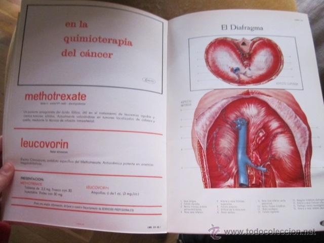 Libros de segunda mano: ATLAS DE ANATOM&Iacute;A, Obsequio de Lederle. 29 x 21 - Foto 6