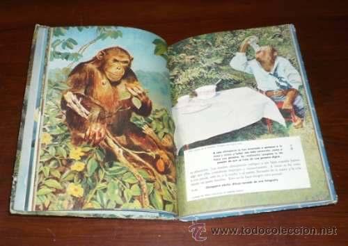 Libros de segunda mano: EL GORILA OTROS ANTROPOIDES Y LOS PAPIONES, por A. Carneiro - Novaro - México - 1962 - RARO! - Foto 3 - 40849342