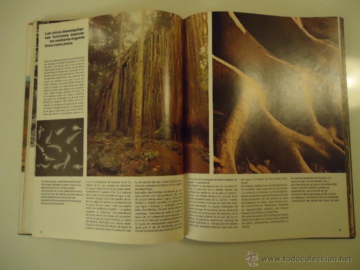 Libros de segunda mano: Plantas - Foto 4