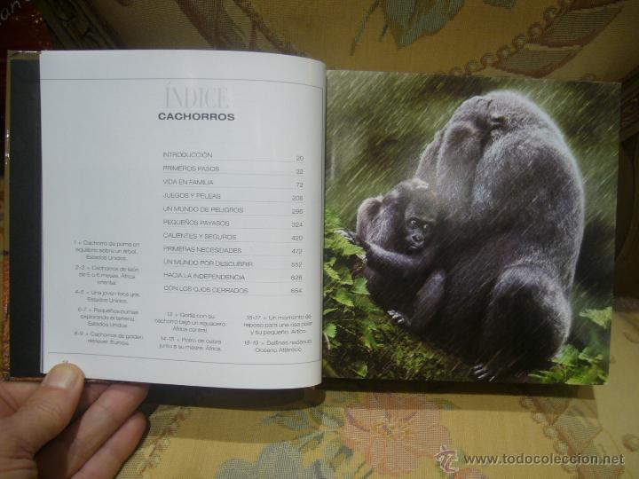 Libros de segunda mano: CUBE BOOK: CACHORROS, DE ANGELA SERENA ILDOS. MUY ILUSTRADO. - Foto 3