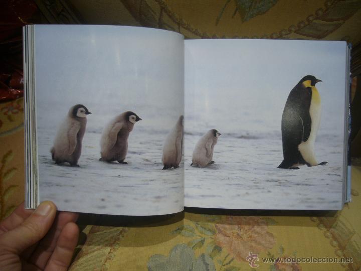 Libros de segunda mano: CUBE BOOK: CACHORROS, DE ANGELA SERENA ILDOS. MUY ILUSTRADO. - Foto 4