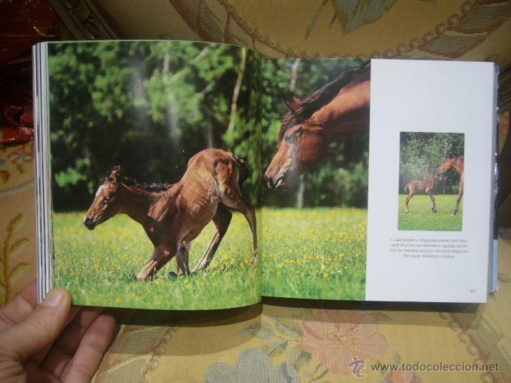 Libros de segunda mano: CUBE BOOK: CACHORROS, DE ANGELA SERENA ILDOS. MUY ILUSTRADO. - Foto 5