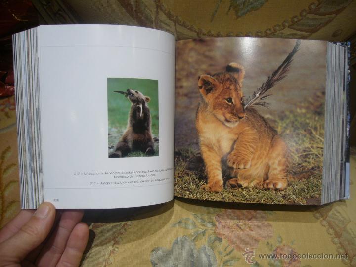 Libros de segunda mano: CUBE BOOK: CACHORROS, DE ANGELA SERENA ILDOS. MUY ILUSTRADO. - Foto 6
