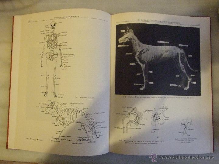 Libros de segunda mano: INTRODUCCION A LA BIOLOGIA - D. G. MACKEAN - AGUILAR 1971 - Foto 2