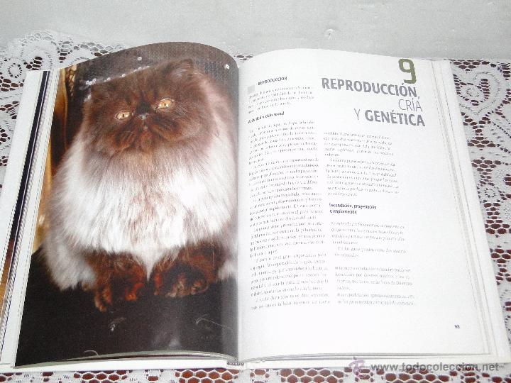 Libros de segunda mano: EL GATO PERSA .---CAPPELLETTI, MARIOLINA - Foto 2