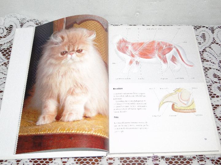 Libros de segunda mano: EL GATO PERSA .---CAPPELLETTI, MARIOLINA - Foto 4
