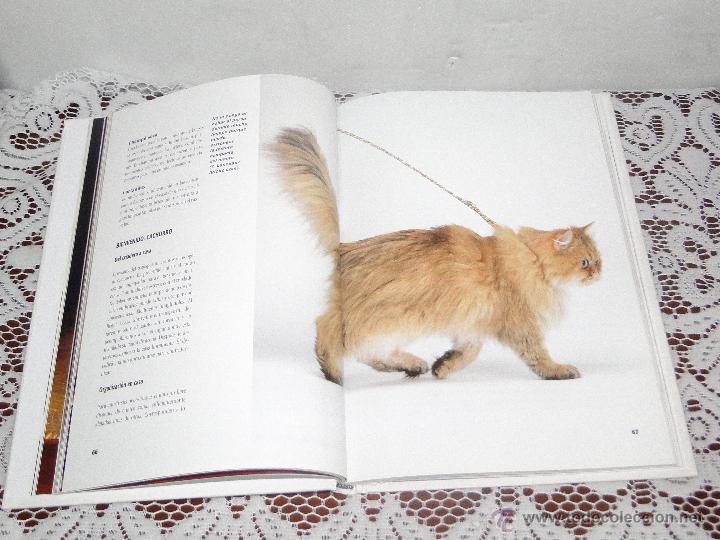 Libros de segunda mano: EL GATO PERSA .---CAPPELLETTI, MARIOLINA - Foto 5