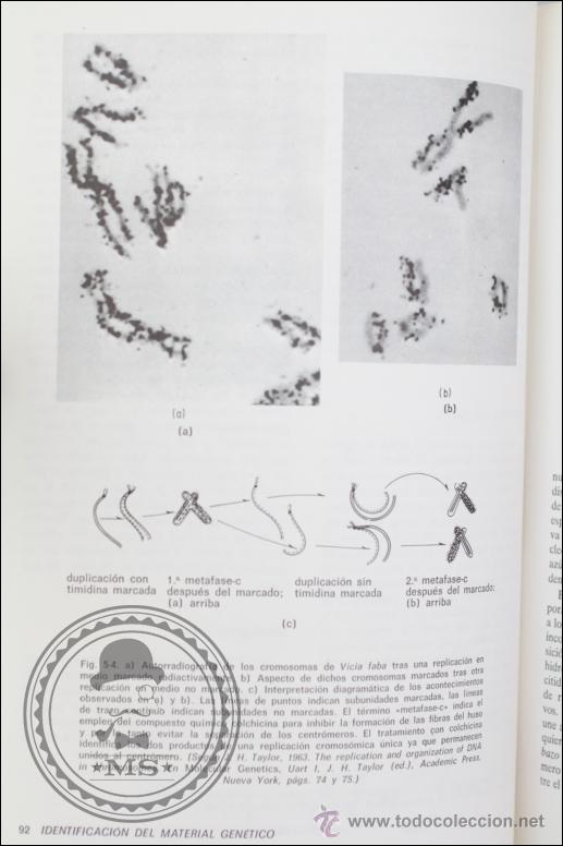 Libros de segunda mano: Libro Gen&eacute;tica, Monroe W. Strickberger - Ediciones Omega - A&ntilde;o 1976 - Foto 6