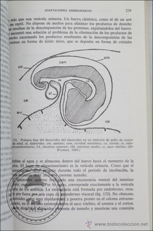 Libros de segunda mano: Libro Introducci&oacute;n a la Embriolog&iacute;a, BJ Balinsky - Ediciones Omega - A&ntilde;o 1975 - Foto 2