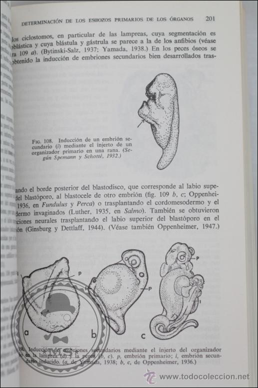 Libros de segunda mano: Libro Introducci&oacute;n a la Embriolog&iacute;a, BJ Balinsky - Ediciones Omega - A&ntilde;o 1975 - Foto 3