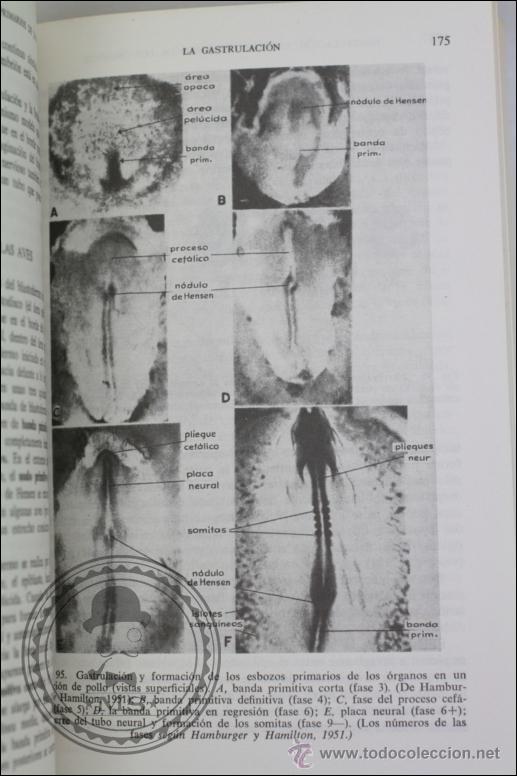 Libros de segunda mano: Libro Introducci&oacute;n a la Embriolog&iacute;a, BJ Balinsky - Ediciones Omega - A&ntilde;o 1975 - Foto 4