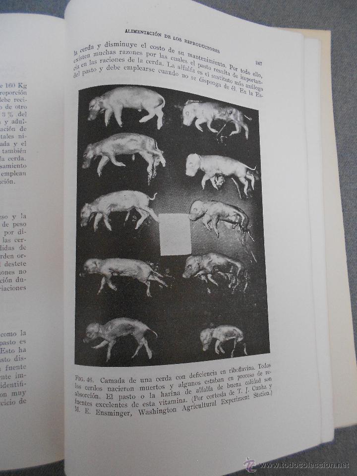 Libros de segunda mano: ALIMENTACION DEL CERDO. - Foto 3