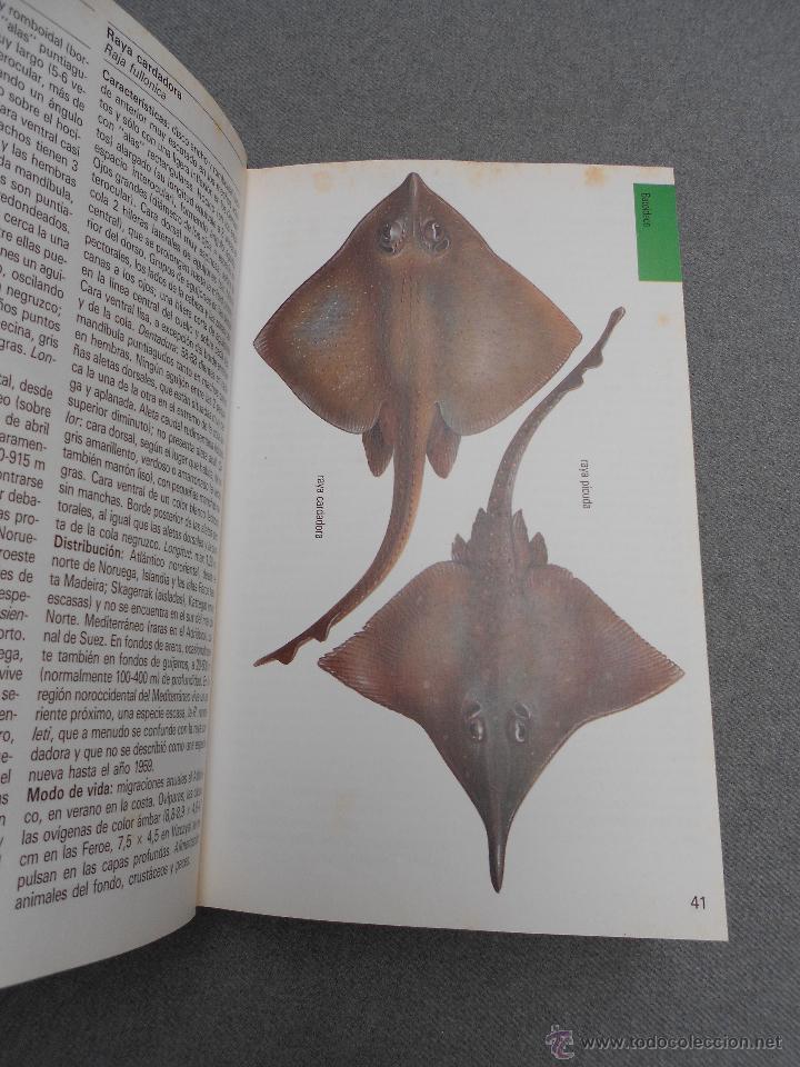 Libros de segunda mano: GUIA DE LA NATURALEZA BLUME. PECES DE MAR - Foto 3