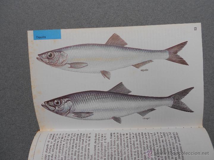 Libros de segunda mano: GUIA DE LA NATURALEZA BLUME. PECES DE MAR - Foto 4