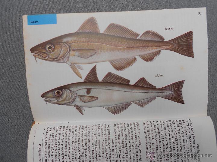 Libros de segunda mano: GUIA DE LA NATURALEZA BLUME. PECES DE MAR - Foto 5