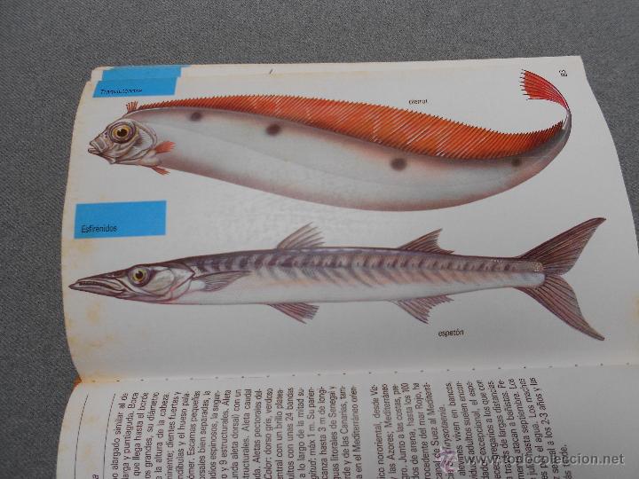 Libros de segunda mano: GUIA DE LA NATURALEZA BLUME. PECES DE MAR - Foto 6