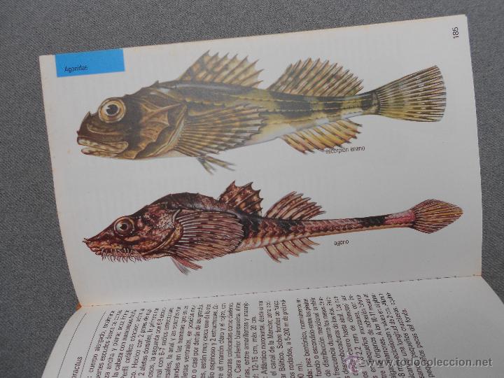 Libros de segunda mano: GUIA DE LA NATURALEZA BLUME. PECES DE MAR - Foto 7