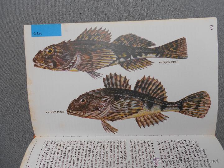 Libros de segunda mano: GUIA DE LA NATURALEZA BLUME. PECES DE MAR - Foto 8