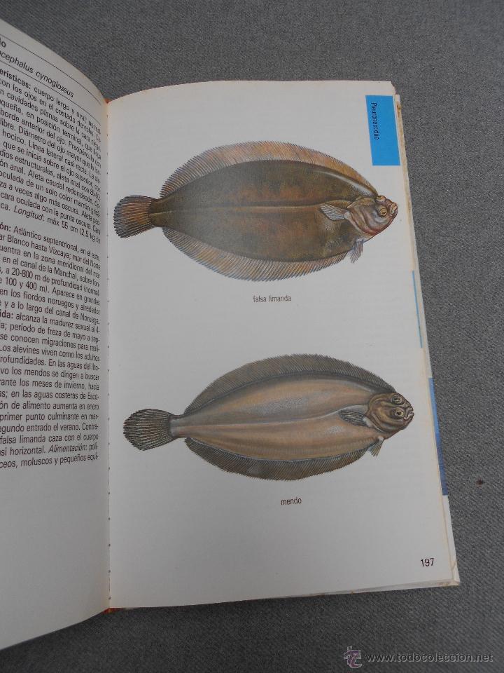 Libros de segunda mano: GUIA DE LA NATURALEZA BLUME. PECES DE MAR - Foto 9