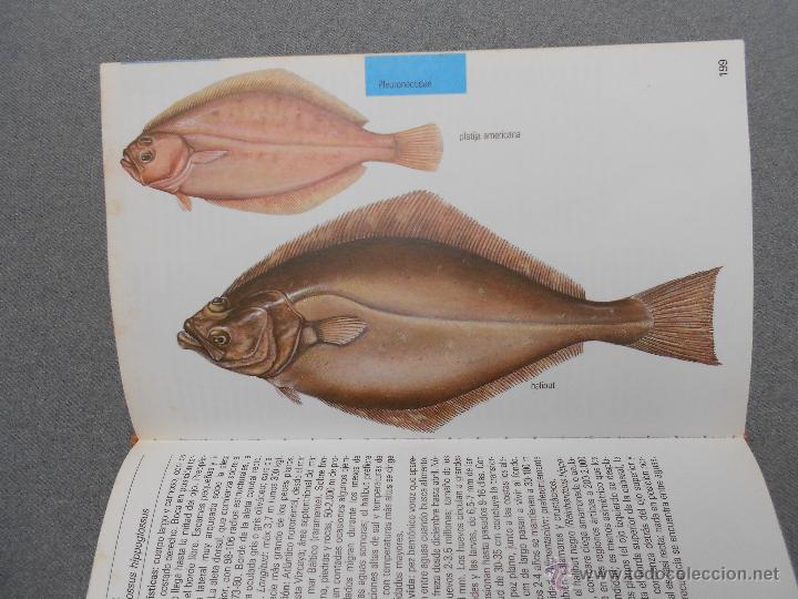 Libros de segunda mano: GUIA DE LA NATURALEZA BLUME. PECES DE MAR - Foto 10