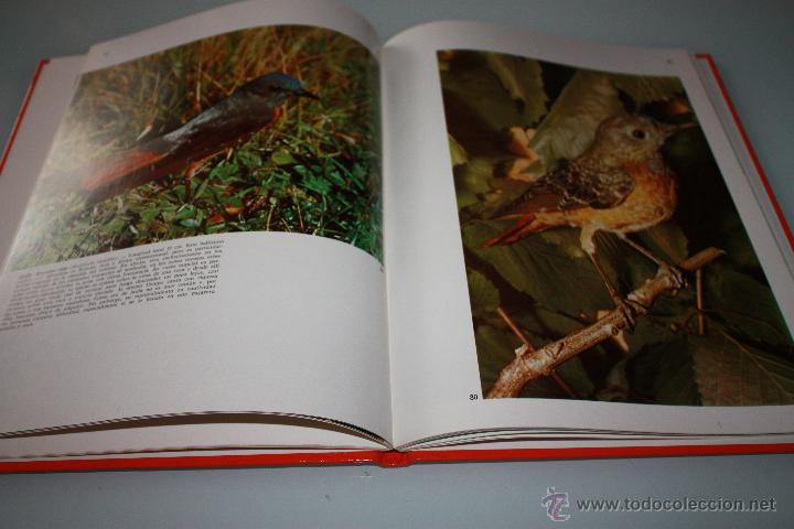 Libros de segunda mano: P&aacute;jaros Cantores - Documental en Color - Editorial Teide - A&ntilde;o 1972 - Foto 2