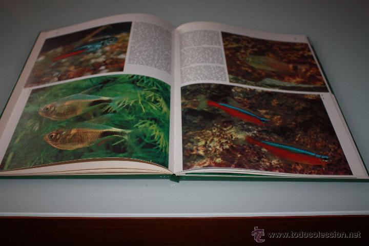Libros de segunda mano: Peces de Acuario - Documental en Color - A&ntilde;o 1973 - Teide - Foto 2
