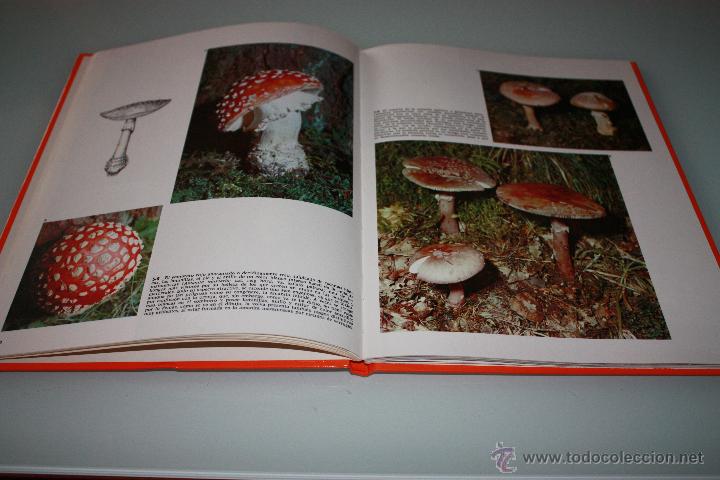 Libros de segunda mano: Las Setas - Documental en Color - A&ntilde;o 1973 - Teide - Foto 2