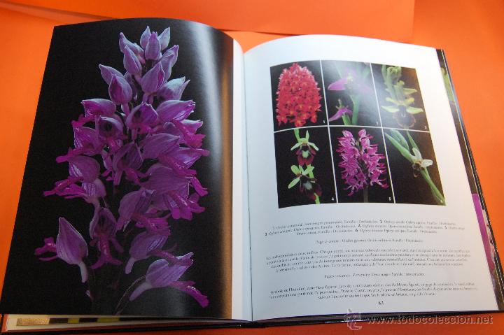 Libros de segunda mano: LIBROS - LES FLEURS DU MONDE - MICHEL VIARD - HATIER 1995 EN FRANCES - Foto 2