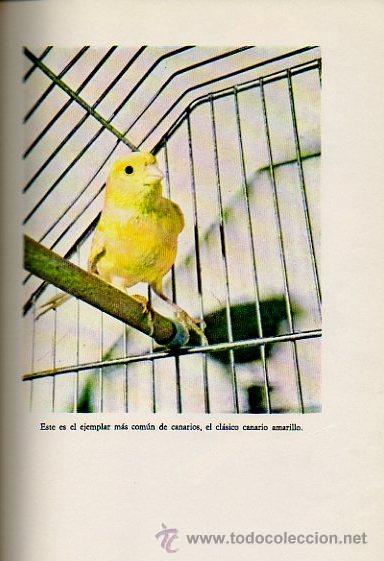 Libros de segunda mano: CR&Iacute;A MODERNA DE LOS CANARIOS. MANUAL PR&Aacute;CTICO. MARINA ROBERTI. ED. DE VECCHI, 1971 - Foto 2