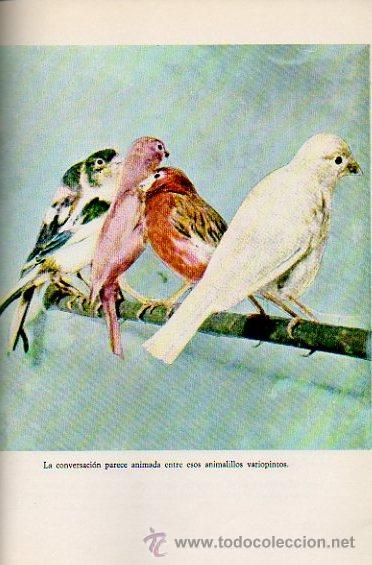 Libros de segunda mano: CR&Iacute;A MODERNA DE LOS CANARIOS. MANUAL PR&Aacute;CTICO. MARINA ROBERTI. ED. DE VECCHI, 1971 - Foto 4