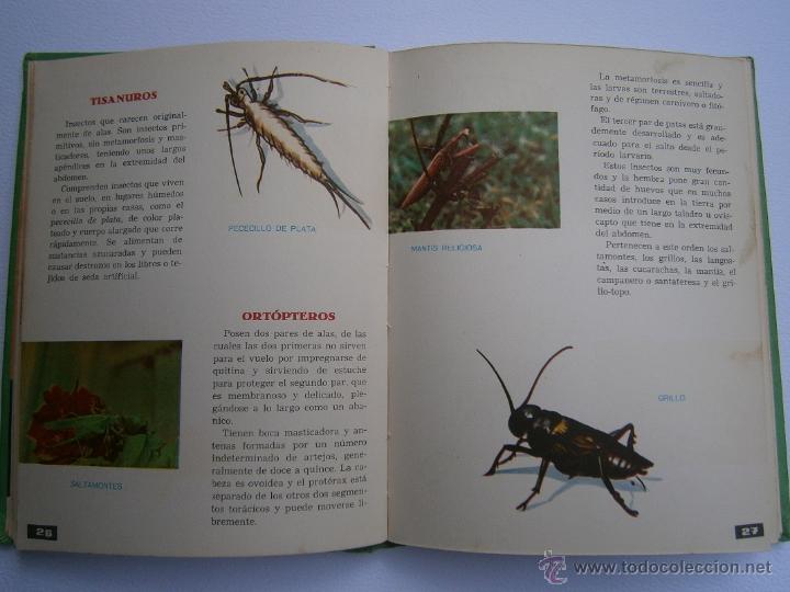 Libros de segunda mano: C&oacute;mo coleccionar insectos! - Interesante libro did&aacute;ctico - Foto 3