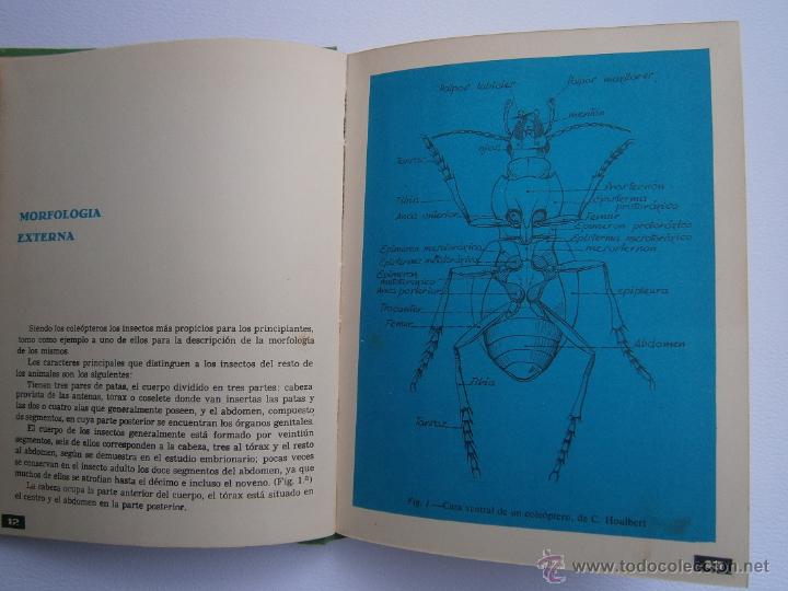 Libros de segunda mano: C&oacute;mo coleccionar insectos! - Interesante libro did&aacute;ctico - Foto 4