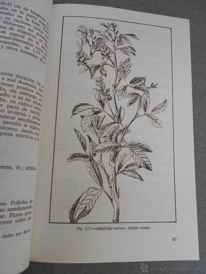 Libros de segunda mano: LA ALFALFA - Foto 3