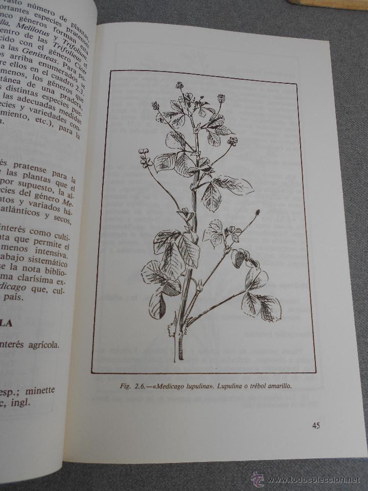 Libros de segunda mano: LA ALFALFA - Foto 4