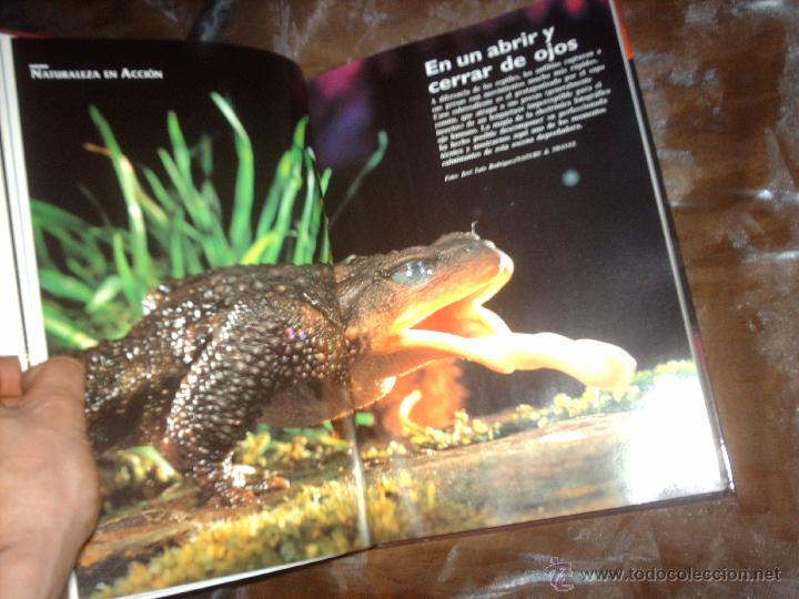 Libros de segunda mano: Gu&iacute;a de la Naturaleza de Castilla y Le&oacute;n-1994 - Foto 3