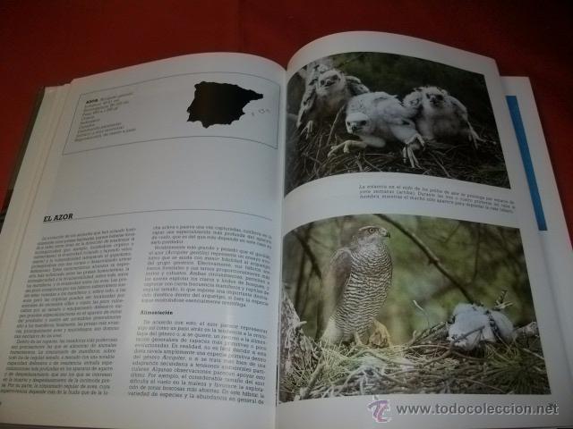 Libros de segunda mano: LAS RAPACES IB&Eacute;RICAS - FERN&Aacute;NDO HIRALDO - Foto 2