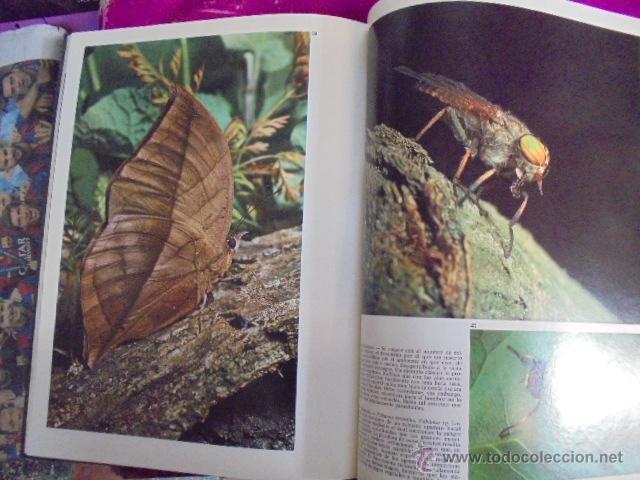 Libros de segunda mano: EL MUNDO DE LOS INSECTOS - TEIDE 1973- DOCUMENTAL EN COLOR - &iexcl;&iexcl;&iexcl; PRECINTADO !!! - Foto 2