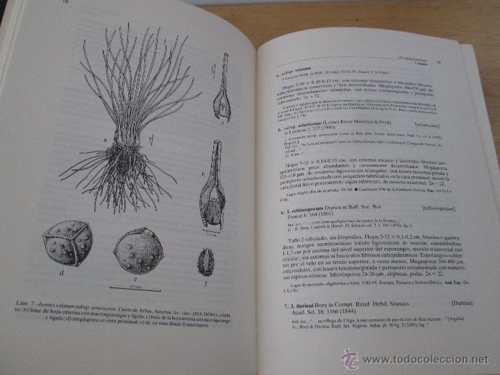 Libros de segunda mano: FLORA IBERICA. 4 TOMOS. E.D. REAL JARDIN BOTANICO. - Foto 12