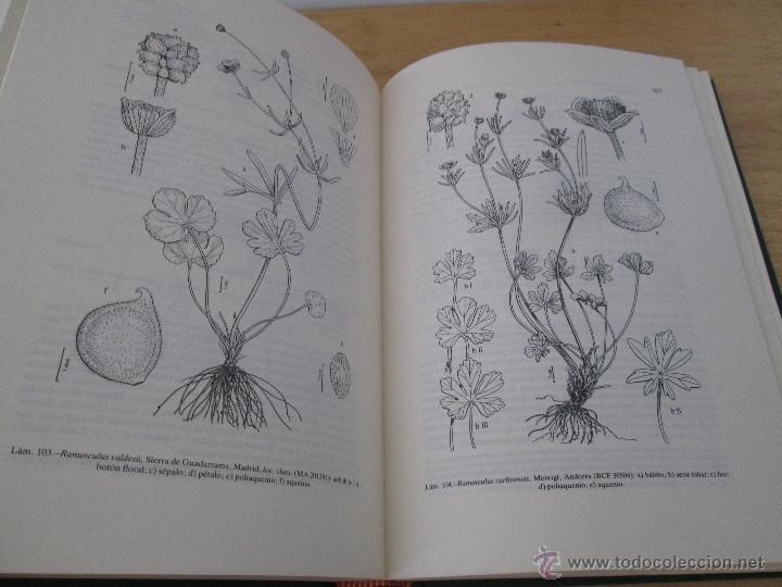 Libros de segunda mano: FLORA IBERICA. 4 TOMOS. E.D. REAL JARDIN BOTANICO. - Foto 16