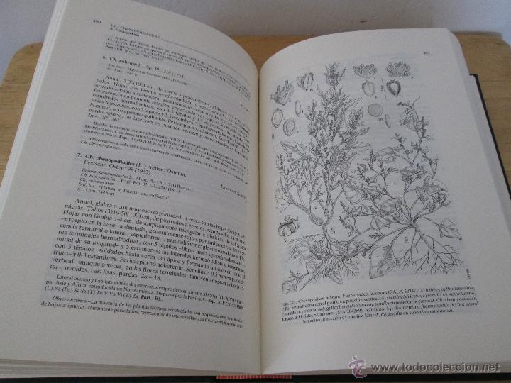 Libros de segunda mano: FLORA IBERICA. 4 TOMOS. E.D. REAL JARDIN BOTANICO. - Foto 35