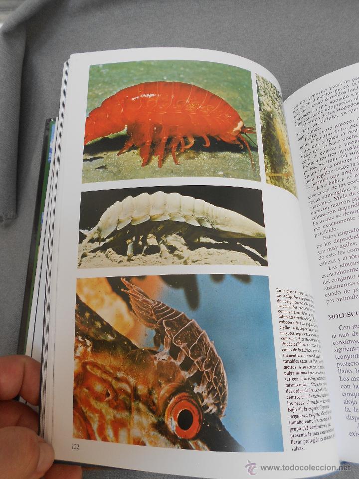 Libros de segunda mano: HISTORIA NATURAL. ANIMALES ACUATICOS - Foto 8