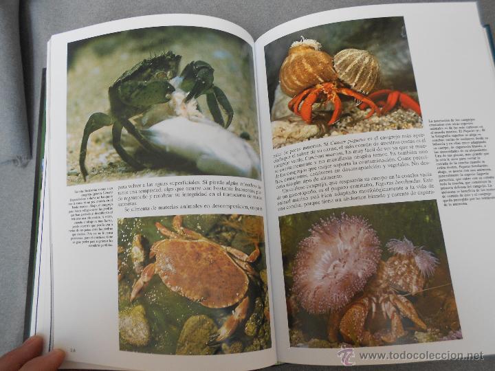 Libros de segunda mano: HISTORIA NATURAL. ANIMALES ACUATICOS - Foto 9