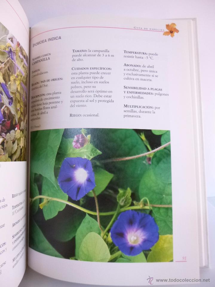 Libros de segunda mano: EL GRAN LIBRO DE LAS PLANTAS EX&Oacute;TICAS ( PAULINE BLIN) ED DE VECCHI, 2005 - Foto 4