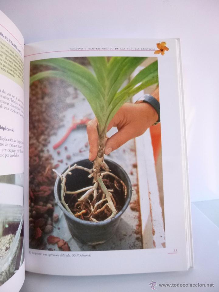 Libros de segunda mano: EL GRAN LIBRO DE LAS PLANTAS EX&Oacute;TICAS ( PAULINE BLIN) ED DE VECCHI, 2005 - Foto 6