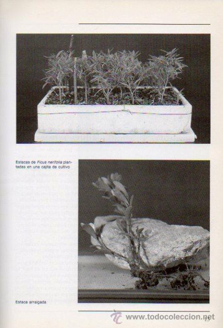 Libros de segunda mano: LOS BONS&Aacute;IS PARA INTERIORES - GIOVANNI GENOTTI. EDITORIAL DE VECCHI, 2000 - Foto 4