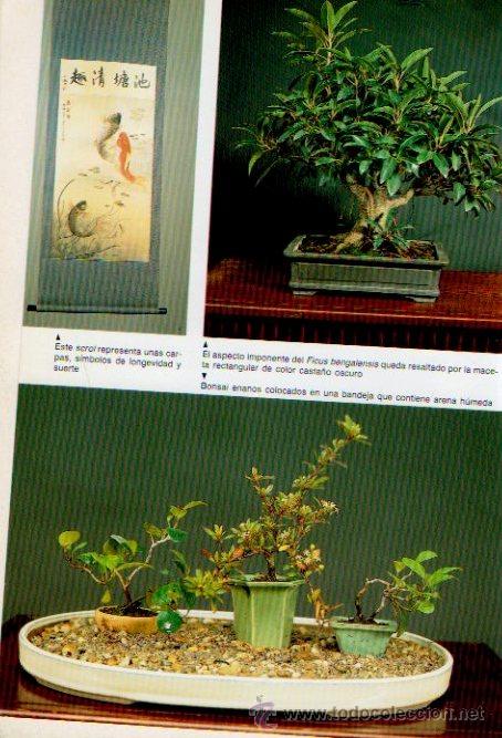 Libros de segunda mano: LOS BONS&Aacute;IS PARA INTERIORES - GIOVANNI GENOTTI. EDITORIAL DE VECCHI, 2000 - Foto 6