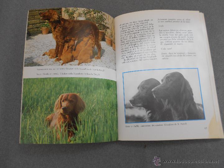 Libros de segunda mano: LOS SETTER - Foto 4